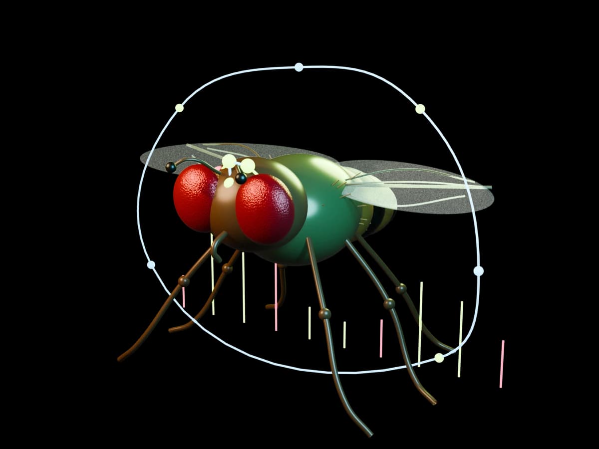 Photorealistic 3D fruit fly with a glowing neural activity graph, rendered in Blender